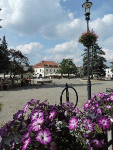 a bunch of purple flowers next to a light pole at Apartament Green in Krosno