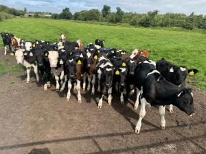 una manada de vacas caminando por un camino de tierra en Guesthouse - Georgias Gate, en Errill