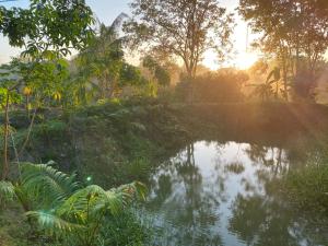 a river in a forest with the sun reflecting in the water at Casa para COP30 in Ananindeua