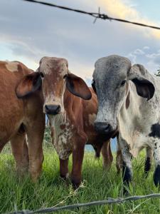 Photo de la galerie de l'établissement Casa en el árbol en Titiribi, à Titiribí