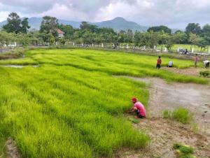 two children playing in a field of green grass at បក្សី Baksaei Retreat Ricefield Villas in Kampot