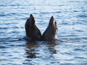 two seals swimming in the water at Absolute Beachfront, Adjacent Henley Square, Relax in Henley Beach South