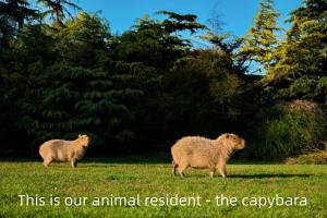 Animales en el hotel o alrededores