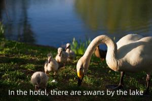 Animales en el hotel o alrededores