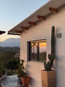 a cactus sitting next to a house with a window at Komos view in Pitsidia