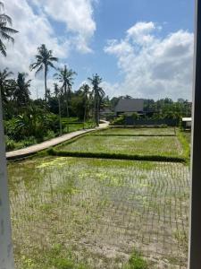 ウブドにあるThe Amaniのヤシの木が背景に植えられた草原