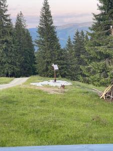 Gallery image of Foisorul Codrilor in Dorna Arini