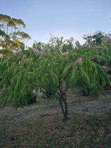Foto dalla galleria di Peppercorn Cottage Maldon a Maldon