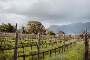 un viñedo con una casa y una valla en Laborie Estate, en Paarl