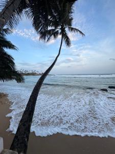 a palm tree on a beach with the ocean at Turtle Beach House in Batigama