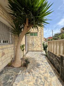 a palm tree in front of a building at Évasion à deux pas de la mer in Saïdia