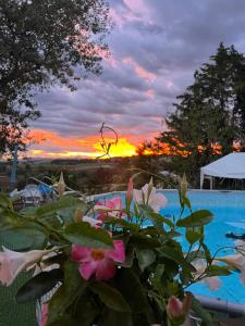 a plant with pink flowers in front of a pool at Casa Rana in Recanati
