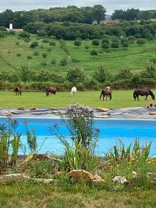 Zvířata v prázdninového domu nebo okolí