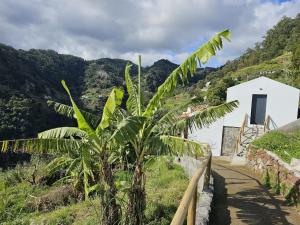 een bananenboom naast een weg met een gebouw bij Villa Júlia, Mountain retreat in Santa Cruz