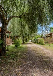 un grand arbre suspendu au-dessus d'un chemin de terre dans l'établissement Chalet cozy dans Village au cœur des pins, parking gratuit, à Onesse-et-Laharie 9 autres photos