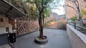 un arbre dans un pot assis sur un balcon dans l'établissement Casa com amplo quintal, a paz ao lado do Centro, à Rio de Janeiro