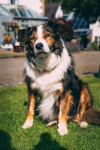 Φωτογραφία από το άλμπουμ του Wild Pheasant Hotel & Spa σε Llangollen