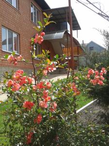 ピャチゴルスクにあるHoliday Home Clean Airの家の前の赤い花の茂み