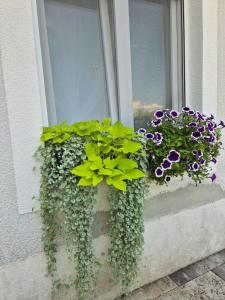 a window box with green and purple flowers in it at Apartment Ksenija 2 rooms, 55m2 brand-new in Košute