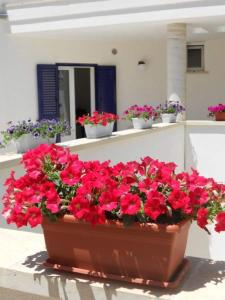 a pot of red flowers sitting on a balcony at B&B MA.RE. in Otranto