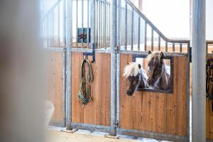 two horses are looking out of a gate at Posthof - Alpine Living Apartments in Campo di Trens
