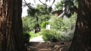 une cour avec deux arbres, une maison et une allée dans l'établissement Yosemite Rose Bed and Breakfast, à Groveland
