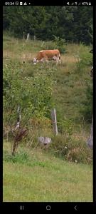 Gallery image of Rural Household Baltic in Mojkovac