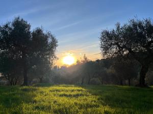 a sunset in a field with trees and grass at Casa Oliva Casperia, house & private olive grove in Casperia +7 photos