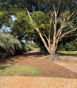 un árbol en medio de un camino de tierra en Suíte rural, en Foz do Iguaçu