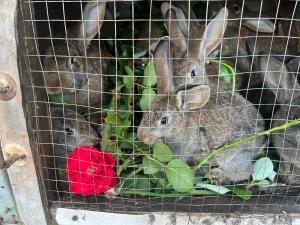 Imagen de la galería de OK Sahli, en Shekhvetili
