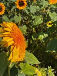 a yellow flower with a bee on top of it at Oyster Cottage in The Mumbles