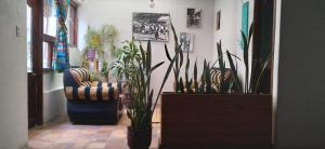 a room with potted plants and a chair in it at AylluWasi Guesthouse in Otavalo