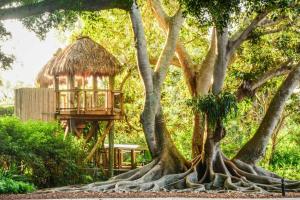 a tree house with its roots around it at Comfortable Stay Near Golf Attractions Rm3 shared home in Sarasota