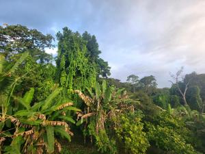 a banana tree in the middle of a forest at Quarto Compartilhado na Praça de Serra Grande in Uruçuca
