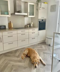 een hond op de vloer in een keuken bij REHBLICK Ferienwohnung in Trösel +3 foto's