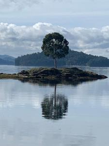 a tree on an island in the water at Noelmar II Combarro in Combarro