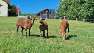 three brown cows standing in a field of grass at Barwald Hills - jacuzzi i piękny widok na Babią Górę i Beskidy in Wadowice