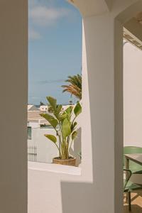 a potted plant sitting on a window sill at Apartamentos Princesa Guayadeque in Puerto del Carmen