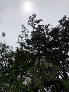 een boom met bladeren eraan en de zon erachter bij Killary in Urubamba