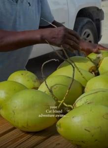 a person standing next to a bunch of green bananas at Sea garden in Old Bight +6 photos