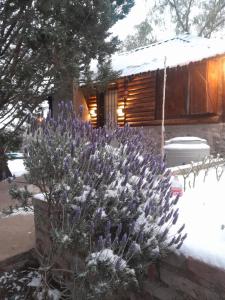 Κήπος έξω από το El Refugio +18 φωτογραφίες