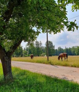 two cows grazing in a field next to a road at Ferienwohnung Alter Stall Burg in Burg
