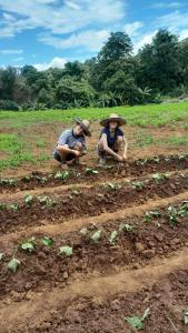 Επισκέπτες που μένουν στο Watchara organic farm