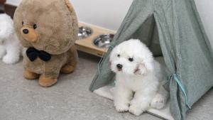 a small white dog sitting next to a teddy bear at Chuncheon Dogandstay in Chuncheon +1 photo