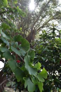 Κήπος έξω από το Feet Up at 25 +11 φωτογραφίες