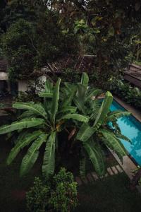 Gallery image of Paddle Cult Surf & Yoga in Varkala +36 photos