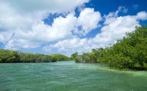 a river with green water and trees on the side at The Hill at Arecibo 681 Ocean Drive in Arecibo