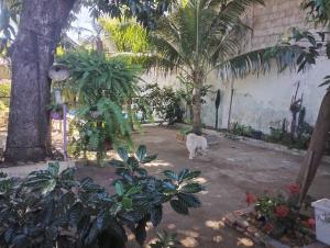 a white cat standing in a courtyard with palm trees at Pousada Cantinho do Sossego in Várzea Grande