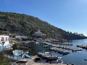 a bunch of boats are docked in a harbor at Jasmine House Ustica heart in Ustica