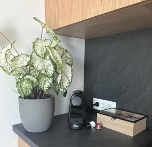 a plant in a pot on a counter with a phone at Studio Tabacariei 5A in Tăbăcărie